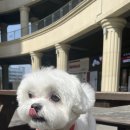 sunny 펫 살롱 이미지