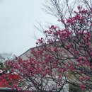 아내의. 꽃(花희) | 일본 오사카 교토 문학기행 여행자 후기 :: 여행으로 치유되고 있는 나를 발견하다