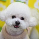 로이펫살롱