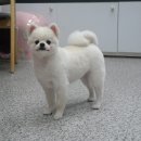 똥강아지 미용 이미지