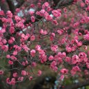 순천매산고등학교 이미지