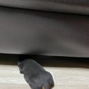 강아지언니 이미지