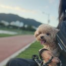 홈즈펫타운 이미지