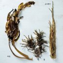 해초 꼬시래기(고시래기)의 효능/ 해초요리 이미지