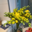 11545-10-26-09 | [26/04/03~04/09 :: 29W]👼🏻베이비 루나 일기 (10) (부제 : 만삭사진 찍먹, 50kg 돌파, 벚꽃의계절🌸)