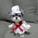 댕댕이미용 이미지