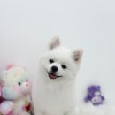 버블그루밍 이미지