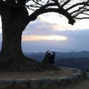 사랑나무 이미지