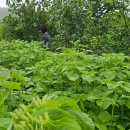 명자농장 이미지