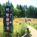 아일랜드정선 노컷뉴스