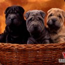 도그마루(왕십리점) 이미지