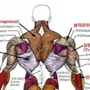 운동의 미학 이미지