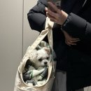 달래동물의료센터 | [24시 포항이음동물의료센터]솔직한 내돈내산 방문 후기 서비스 그냥 그랬음 별로...?😾👀