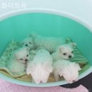 화이트 독 이미지