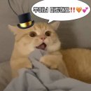 🧡🎩💕 이미지