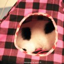 꿈꾸는 고양이 이미지