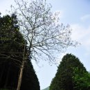 죽림삼거리 | 완주 상관 편백나무숲 - '최종병기 활' 촬영지를 찾아