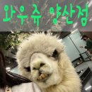 와우쥬 양산점 이미지