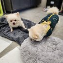 코르륵 네이버블로그