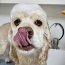 DOG 깨비 이미지