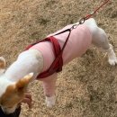 멍멍이랑 호호아줌마 이미지