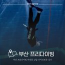포유 | 부산프리다이빙 강습 자격증 다이브포유 후기