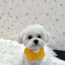 반하다몽몽 이미지