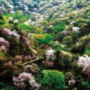 금산첨화