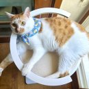 핑크테일 | [체험단]고양이 수직 스크래쳐 추천🐾 흔들림 없는 핑크테일 라운지 포스트 스크래쳐 후기