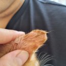 공원옆 동물병원 | 경주 공원옆동물병원 고양이 링웜