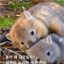 Re: ‘네모똥’을 싸는 동물의 정체 이미지