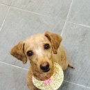 봉구애견미용샵 이미지