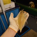 한치로2 이미지