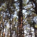 다산육종 이미지