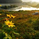 뚱딴지 - 아산시 | 뚱딴지