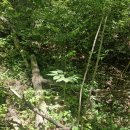 동생과1박2일 산삼산행 이미지