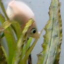 안암아줌마치킨 경희대점 | 시들지 않는 사랑을 주세요