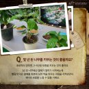 커피나무 네이버블로그