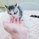 광주애견샵24시데려가개