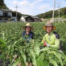 시골살이 집으로 이미지