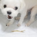 씨제이올리브영이태원 네이버블로그