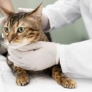 한남심장내과동물병원 이미지