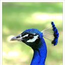 숲속의요정 이미지