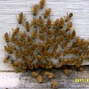 화산농장 이미지