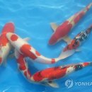 진천관상어 이미지