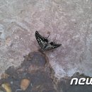 나비의 꿈 이미지