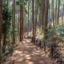 편백나무숲 이미지