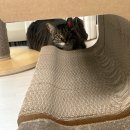 캣 팰리스 | 닥터펠리스 캣트리스 매직터널 웰컴딜 구매후기