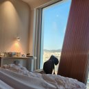 바달로나 | [신혼여행 1-2일차] 스페인 바르셀로나 마리나 바달로나 호텔 후기