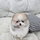 퍼피메이트 안심분양센터 동탄 강아지분양 이미지